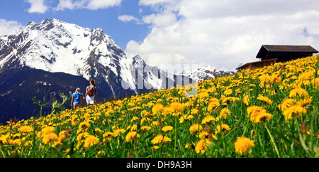 Mutter und Tochter gehen in alpinen Wiese mit blühenden Löwenzahn / Wildblumen, Zillertal, Mayrhofen, Tirol, Österreich Stockfoto