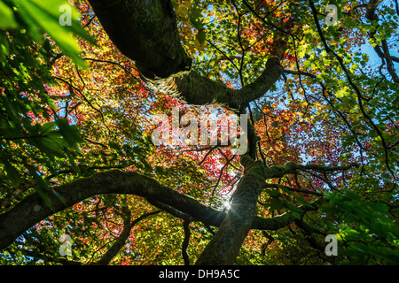 ACER-BAUM IN HERBSTFÄRBUNG IM WESTONBIRT ARBORETUM GLOUCESTERSHIRE ENGLAND UK NACHSCHLAGEN DURCH ÄSTE Stockfoto