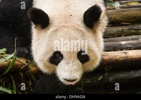 Pandabär starrt eng am Photographen in Chengdu Panda Forschungs- und Aufzuchtstation in Sichuan in China Stockfoto