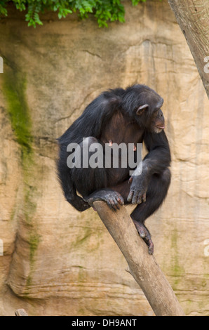 Eine gemeinsame Schimpanse (Pan Troglodytes) sitzen auf Stamm im Bioparc Zoo Fuengirola, Costa del Sol Spanien. Stockfoto