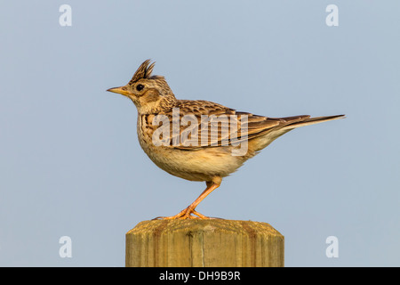 Feldlerche auf einem Feld-Zaun-Pfosten Stockfoto