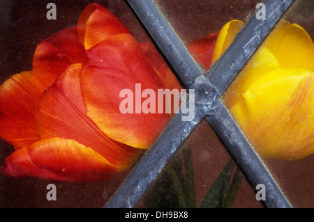 Tulpen Tulipa 'Bellona' und Tulipa 'Keizerskroon'. Rote und gelbe Tulpen angesehen, obwohl schmutzig, verbleit Diamant Fenster. Stockfoto