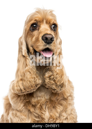 Nahaufnahme von einem English Cocker Spaniel, keuchend vor weißem Hintergrund Stockfoto