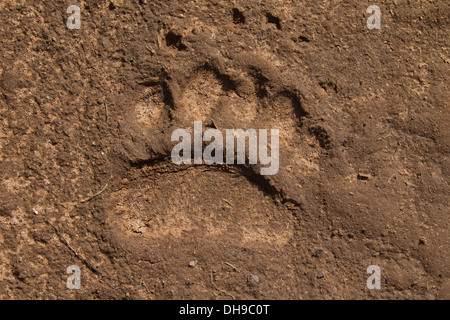 Nahaufnahme des Fußabdrucks des eurasischen Braunbären (Ursus Arctos Arctos) zeigt Vorderpfote Spur im sand Stockfoto