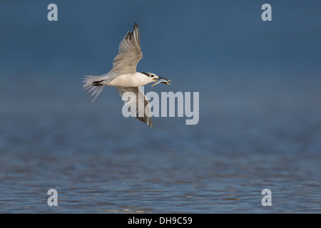 Brandseeschwalbe (Thalasseus Sandvicensis) während des Fluges mit Fisch im Schnabel - Fort Desoto, Florida Stockfoto