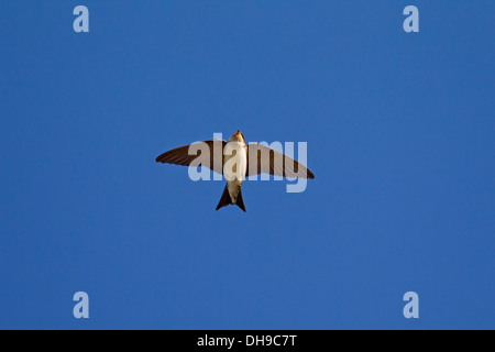 Gemeinsamen Mehlschwalbe (Delichon Urbicum) im Flug gegen blauen Himmel Stockfoto