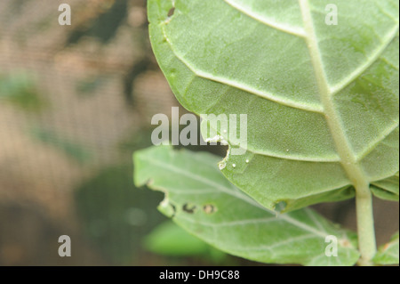 Schmetterling-Eiern auf der Unterseite eines Blattes. Stockfoto