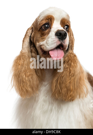 Nahaufnahme von einem American Cocker Spaniel, wegschauen vor weißem Hintergrund Stockfoto