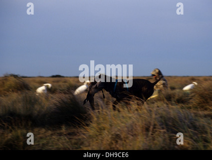 Schwarze Labrador Retriever Hund Abrufen einer Kanadagans (Branta Canadensis) während der Jagd Gänse in der Nähe von Port Lavaca Texas Stockfoto