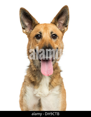 Nahaufnahme von einem belgischen Schäferhund keuchend vor weißem Hintergrund Stockfoto