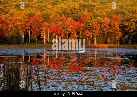 Herbstfarben spiegeln sich in einem kleinen See im Brunnen Teich Park in der Nähe von Great Barrington, Berkshire County, Massachusetts Stockfoto