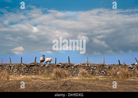 Zwei Schafe stehen auf einem trockenen Stein Wand Bodmin Moor Stockfoto