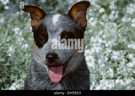 Australian Cattle Dog Welpen-Kopfschuss Stockfoto