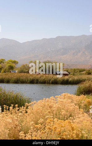 Mieten Hütten säumen Roper Lake im Roper Lake State Park in Graham County, Safford, Arizona, USA. Stockfoto
