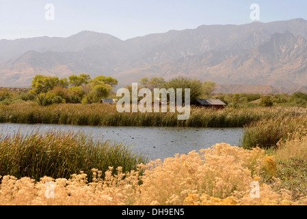 Mieten Hütten säumen Roper Lake im Roper Lake State Park in Graham County, Safford, Arizona, USA. Stockfoto