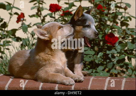 Zwei Australian Cattle dog Welpen auf Ziegelmauer Stockfoto