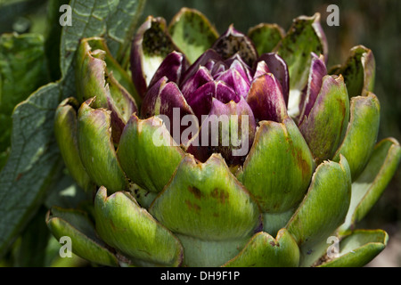 Artischocken in voller Blüte, Marin County, Kalifornien, USA. Stockfoto