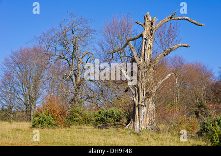 Skelett von einem alten, Toten und faulen Baum. Stockfoto