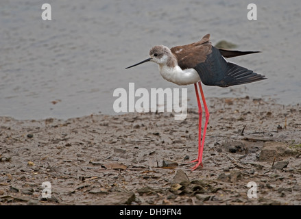 Schwarz geflügelte Stelzenläufer (Himantopus Himantopus) an Hayle Mündung in Cornwall. Bob Sharples/Alamy Stockfoto