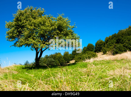 Ein einsamer Baum auf der grünen Wiese im Sommer. Stockfoto