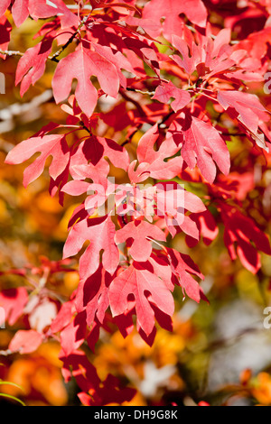 Rot Sassafras (Sassafras Albidum) Blätter im Herbst - Virginia USA Stockfoto