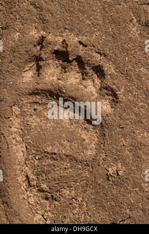 Nahaufnahme des Fußabdrucks des eurasischen Braunbären (Ursus Arctos Arctos) zeigt Hinterbein Spur im sand Stockfoto