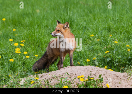 Rotfuchs (Vulpes Vulpes) am Eingang der Höhle auf Grünland im Frühjahr Stockfoto