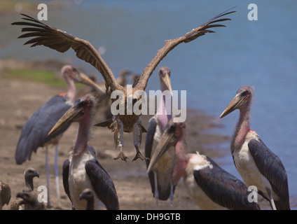 Weißrückenspecht Geier (abgeschottet Africanus) Landung Amongs Marabu Störche (Leptoptilos Crumeniferus) durch den Rand des Wassers Stockfoto