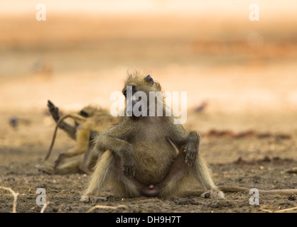 Chacma Pavian (Papio Ursinus) mit einem Mittagsschlaf auf dem Boden sitzend Stockfoto