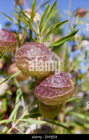 Ballon-Pflanze (Asclepias Physocarpa)
