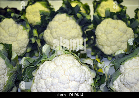 Anzeige der prämierten Blumenkohl in Harrogate Herbst Blume zeigen Yorkshire Stockfoto