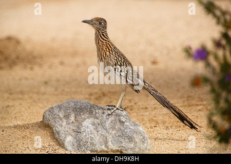 Größere Roadrunner in Anza-Borrego Desert State Park, Kalifornien. (Geococcyx Californianus) Stockfoto