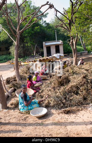 Indische Frauen Ernte Erdnüsse in einem indischen Dorf.  Andhra Pradesh, Indien Stockfoto