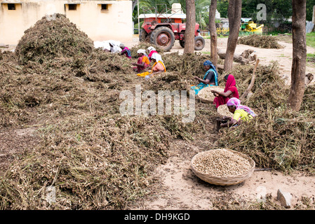 Indische Frauen Ernte Erdnüsse in einem indischen Dorf.  Andhra Pradesh, Indien Stockfoto