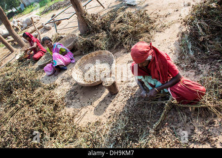 Indische Frauen Ernte Erdnüsse in einem rual indischen Dorf.  Andhra Pradesh, Indien Stockfoto