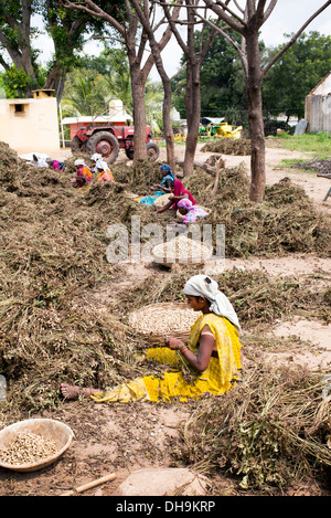 Indische Frauen Ernte Erdnüsse in einem rual indischen Dorf.  Andhra Pradesh, Indien Stockfoto