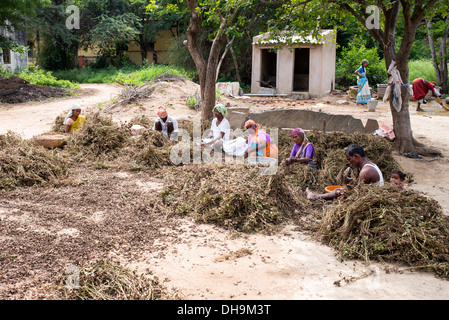 Indische Frauen Ernte Erdnüsse in einem indischen Dorf.  Andhra Pradesh, Indien Stockfoto