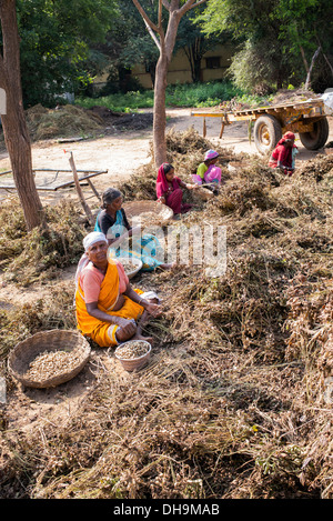 Indische Frauen Ernte Erdnüsse in einem indischen Dorf.  Andhra Pradesh, Indien Stockfoto