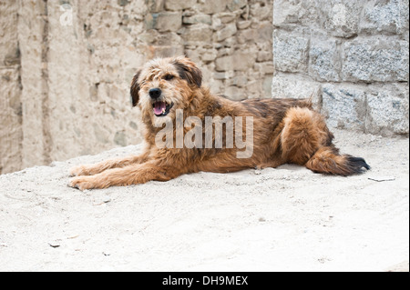 Himalaya herding Hund entspannen im Leh Stadtstraße. Indien, Ladakh Stockfoto