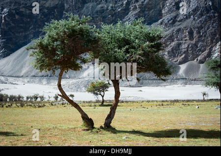 Sonnigen Tag-Ansicht mit Bäumen im Nubra Valley. Landschaft des Himalaya-Gebirges. Indien, Ladakh, Höhe 3100 m Stockfoto