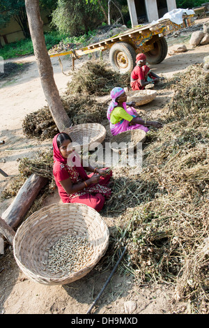 Indische Frauen Ernte Erdnüsse in einem indischen Dorf.  Andhra Pradesh, Indien Stockfoto