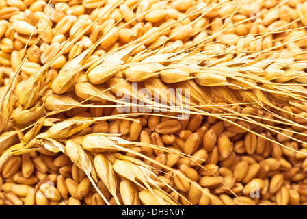 Weizenkörner und Ohren als landwirtschaftlichen Hintergrund für die Erntezeit Stockfoto