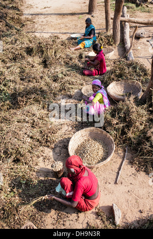 Indische Frauen Ernte Erdnüsse in einem indischen Dorf.  Andhra Pradesh, Indien Stockfoto