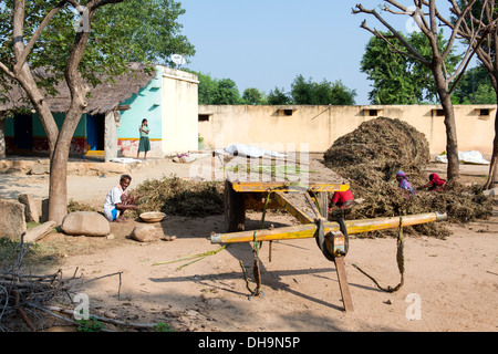 Indische Frauen Ernte Erdnüsse in einem indischen Dorf.  Andhra Pradesh, Indien Stockfoto