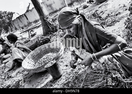 Indische Frauen Ernte Erdnüsse in einem indischen Dorf.  Andhra Pradesh, Indien. Monochrom Stockfoto