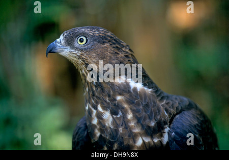 Wespenbussard (Pernis Apivorus), Wespenbussard (Pernis Apivorus) Stockfoto