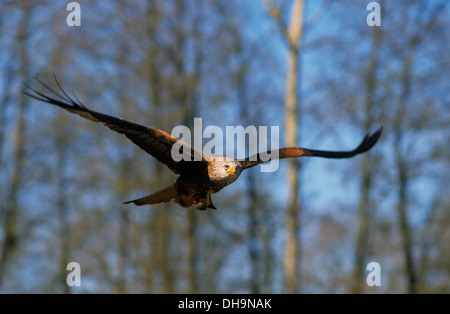 Rotmilan (Milvus Milvus), roter Drachen, Drachen, königliche Weihe, Rotmilan (Milvus Milvus), Roter Milan, Gabelweihe, Königsweihe Stockfoto