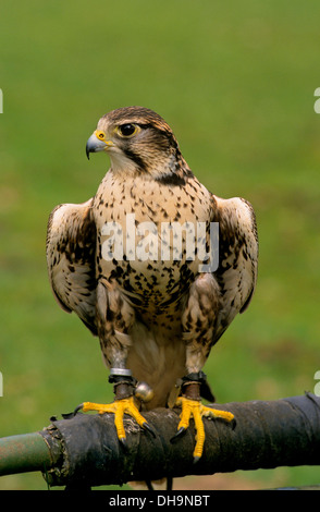 Amerikanische Turmfalke (Falco Sparverius), American Kestrel, Buntfalke (Falco Sparverius), Amerikanischer Turmfalke Stockfoto