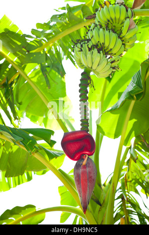 Banane Frucht und blühende Blume auf Palme auf tropischen Plantage. Indien Stockfoto