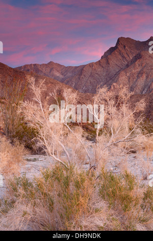 Anza-Borrego Desert State Park, Kalifornien. Stockfoto